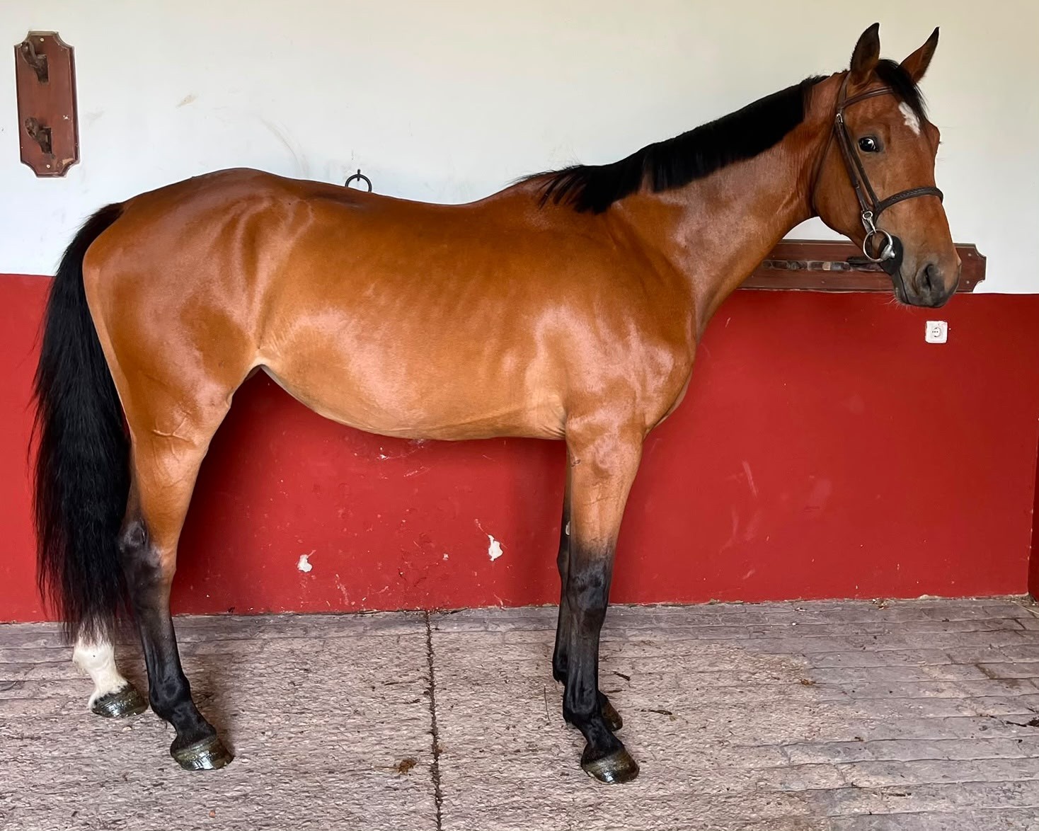 horse